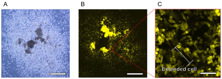 Figure 9