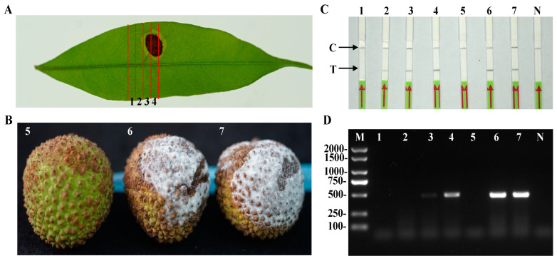 Figure 7