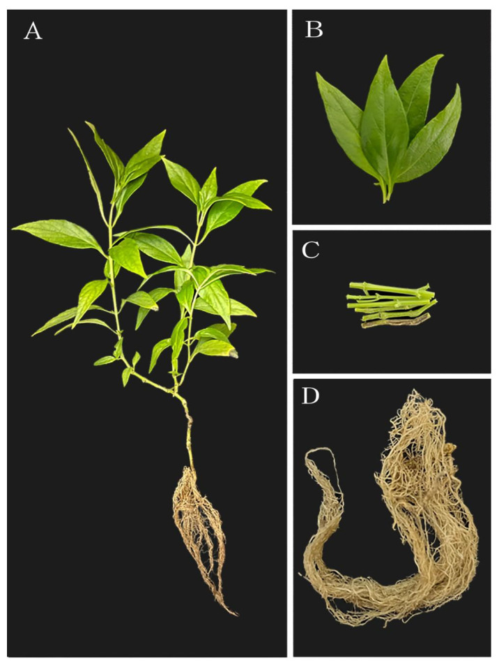 Figure 12