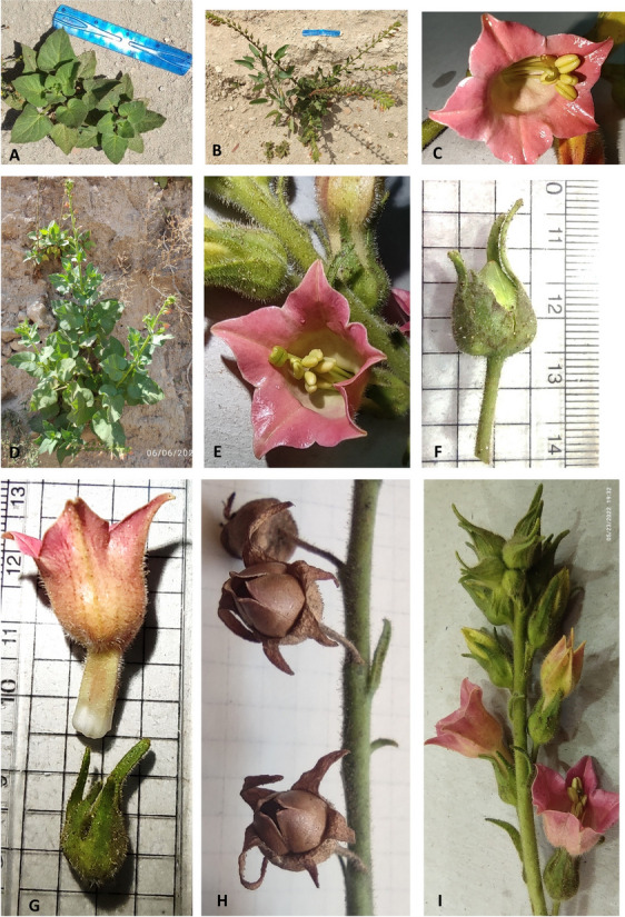 Fig. 8