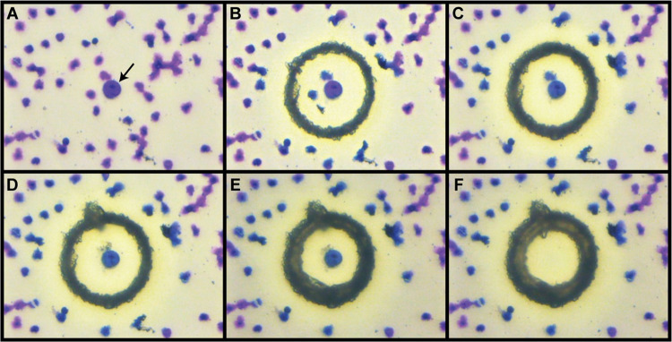 Fig 1