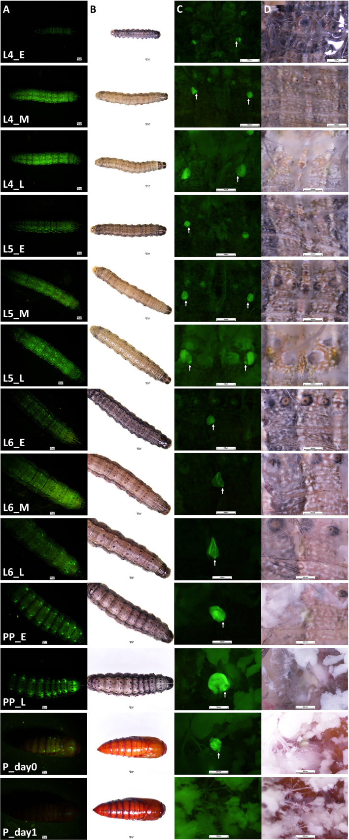 Figure 1