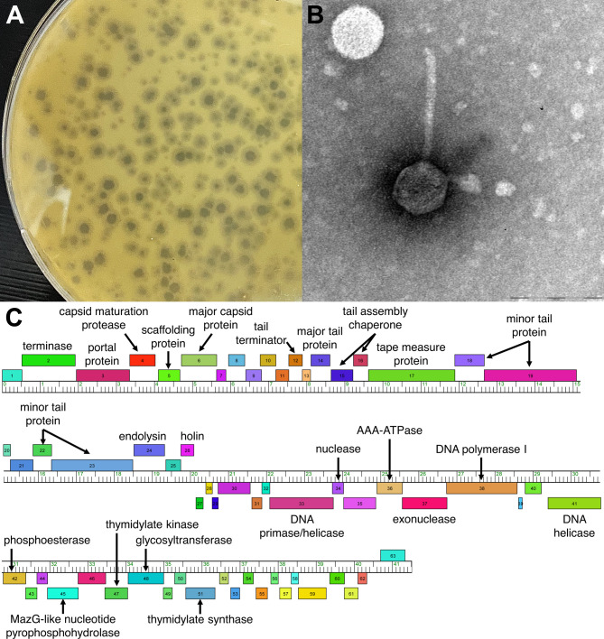 Fig 1