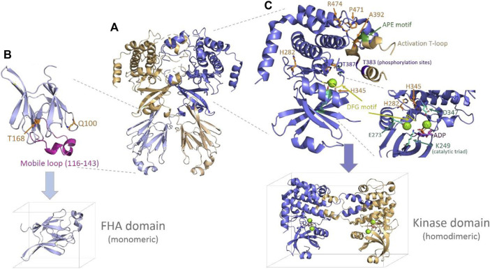 FIGURE 4