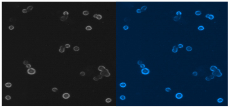 Figure 9