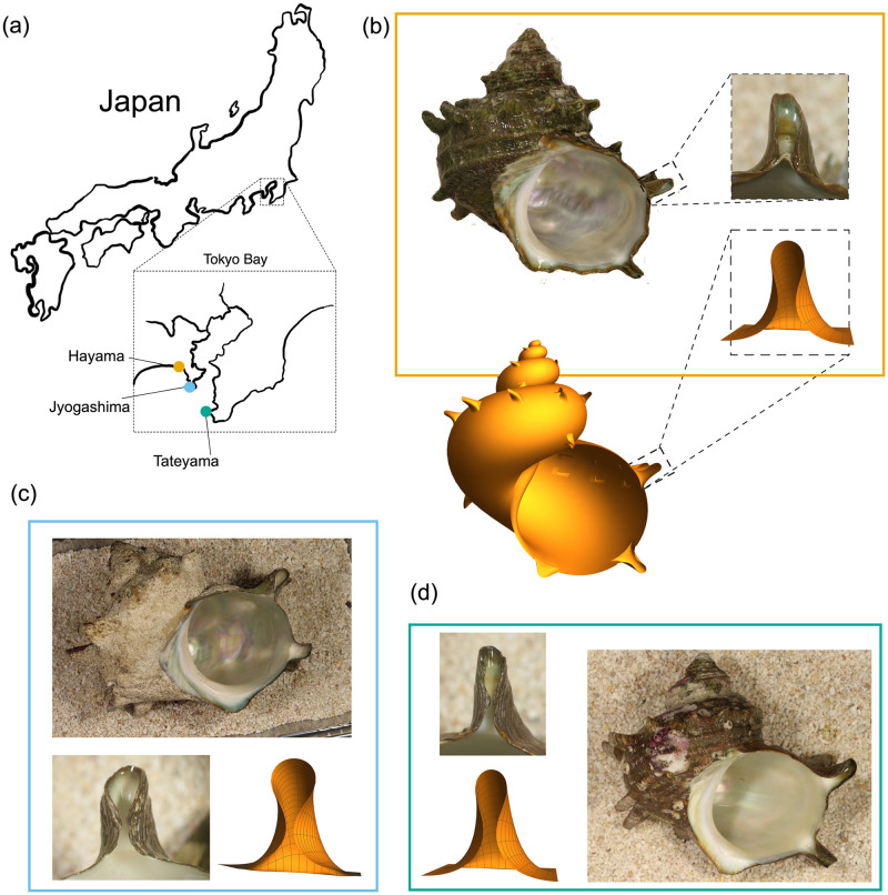 Figure 21