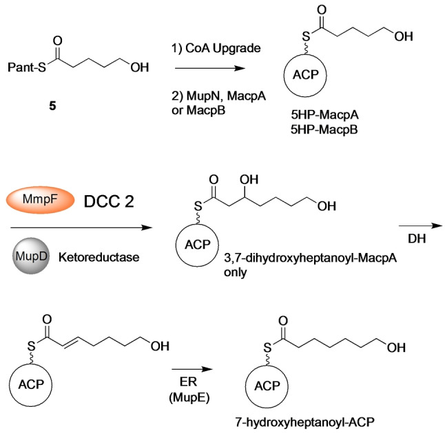 Scheme 2