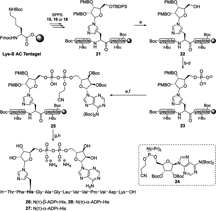 Scheme 2