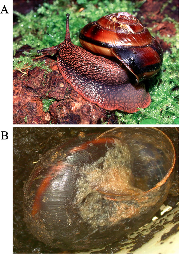 Fig 1