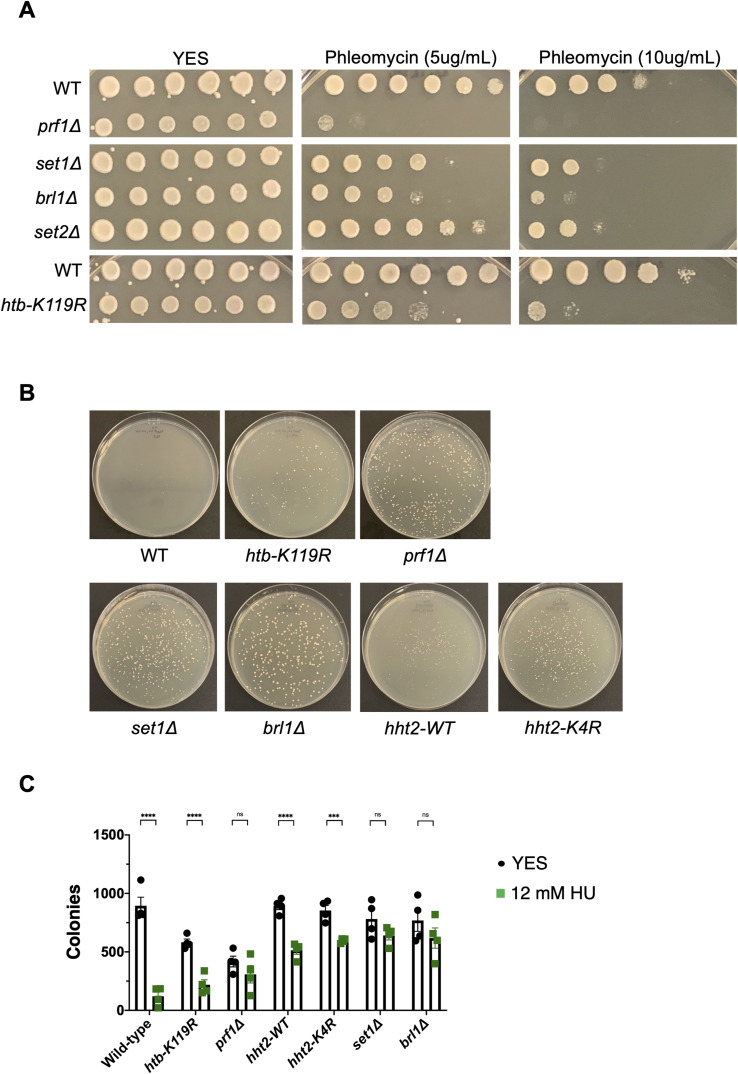 Figure 19