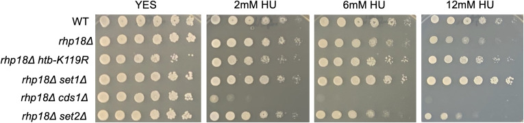 Figure 21