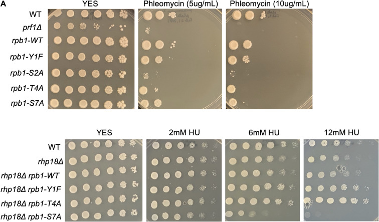 Figure 23