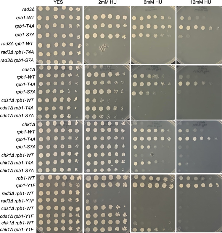 Figure 24
