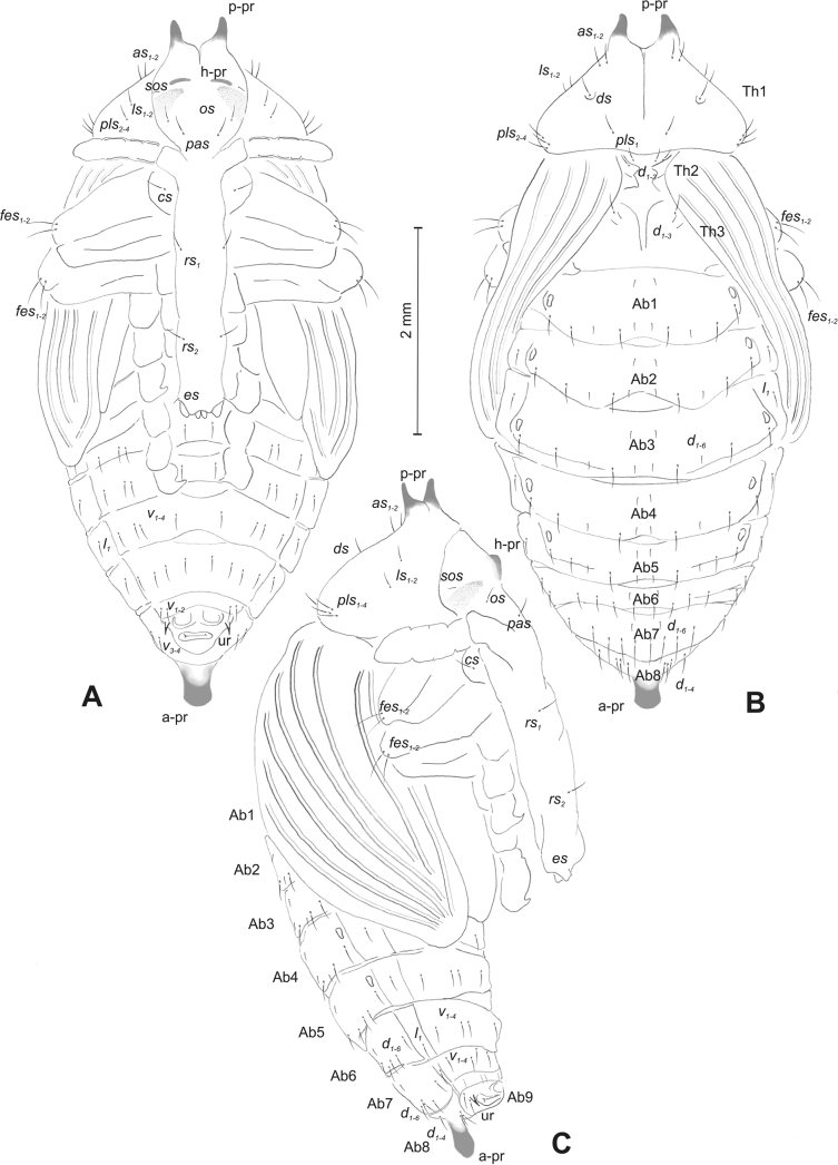 Figure 5