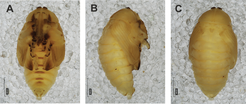 Figure 9