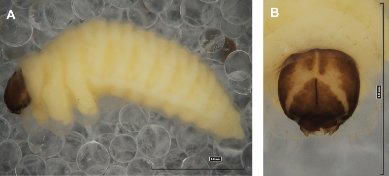 Figure 16