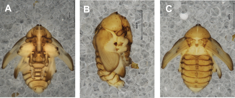Figure 19