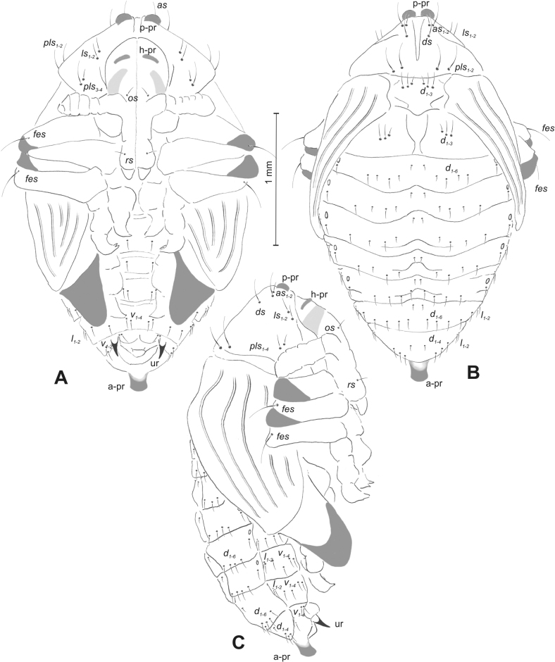 Figure 20