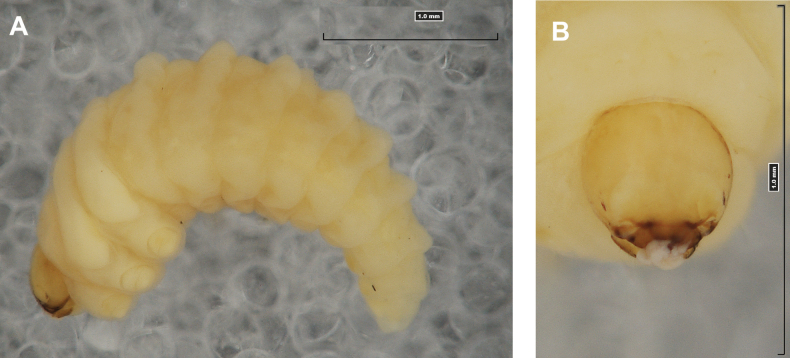 Figure 21