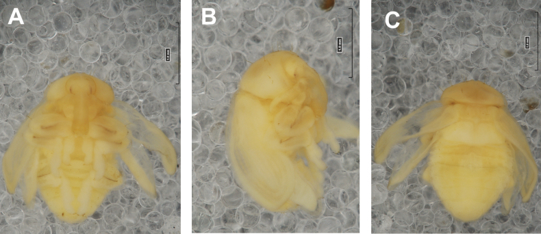 Figure 24