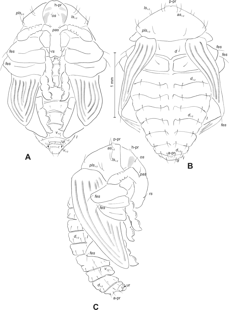 Figure 25