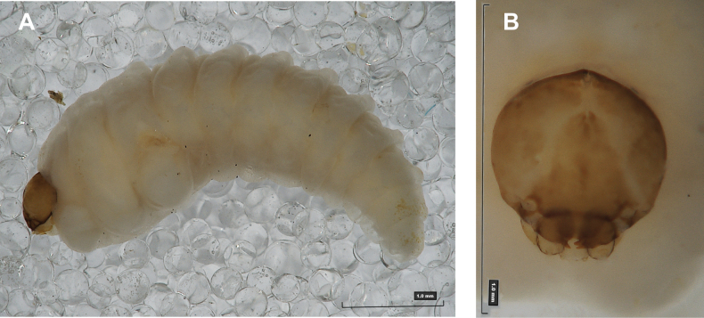 Figure 26