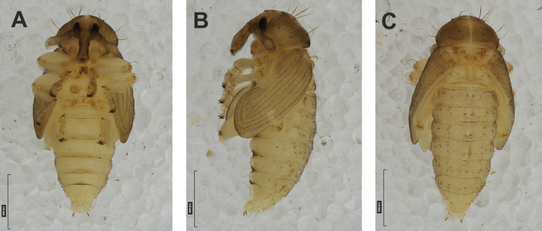 Figure 29