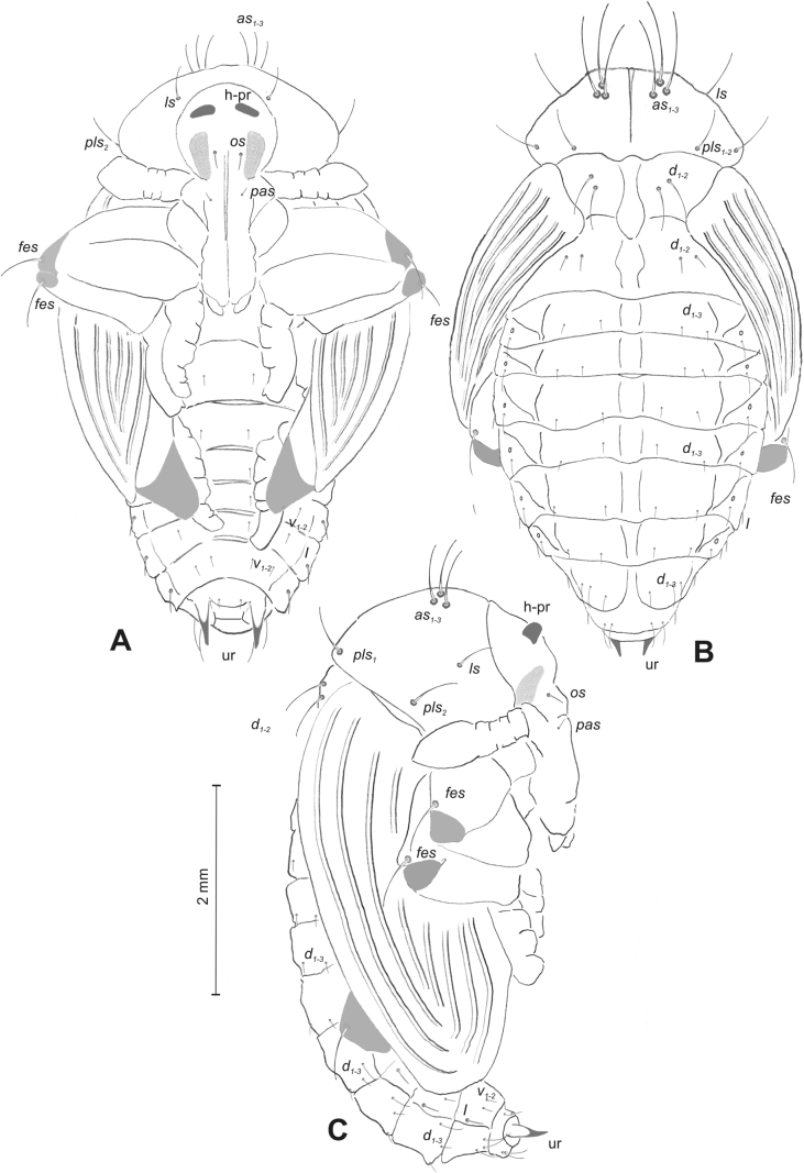 Figure 30
