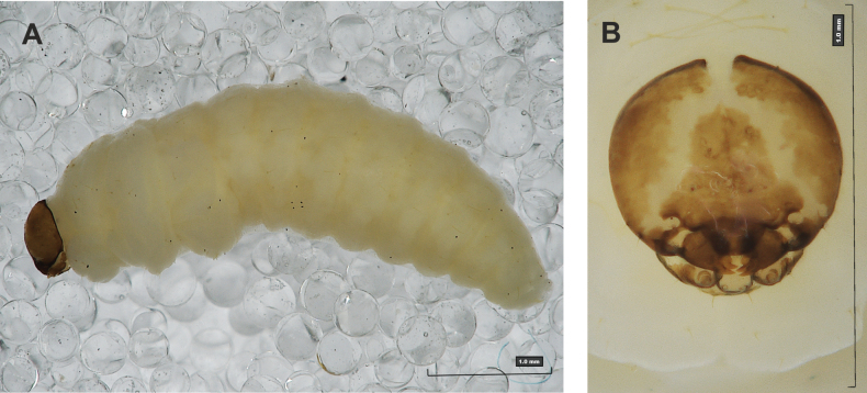 Figure 31