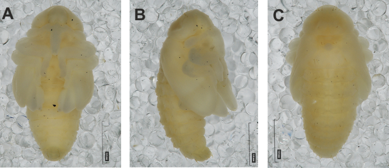 Figure 34