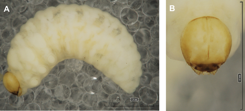 Figure 36