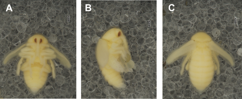 Figure 39