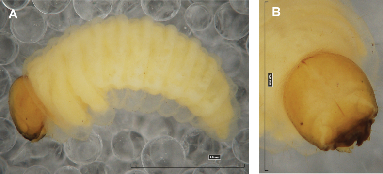 Figure 41