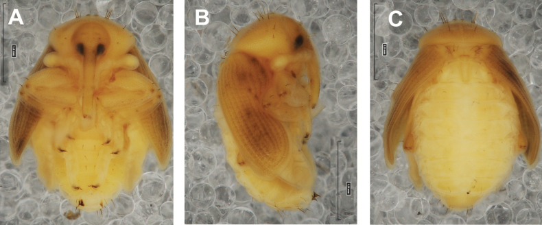 Figure 44