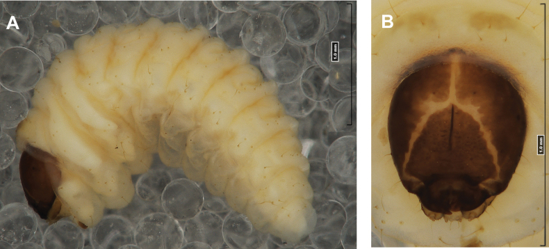Figure 46