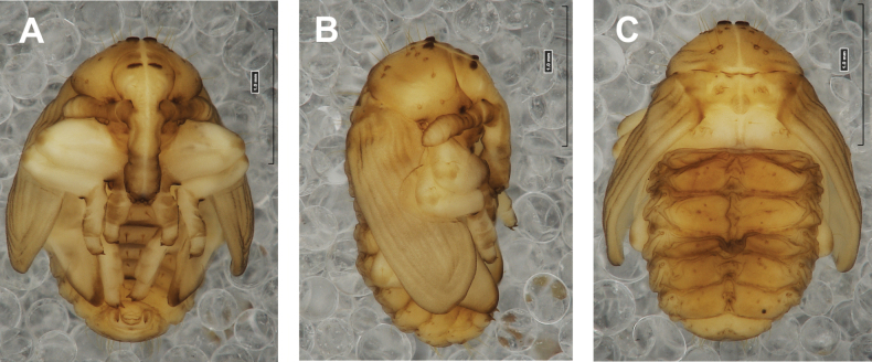 Figure 49