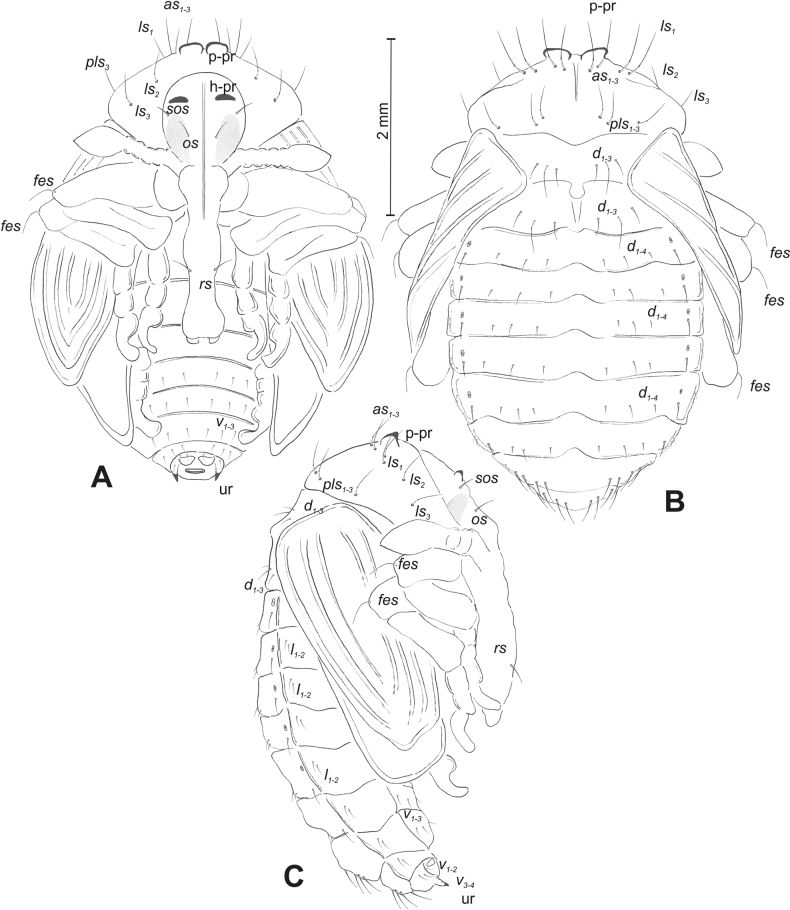 Figure 50
