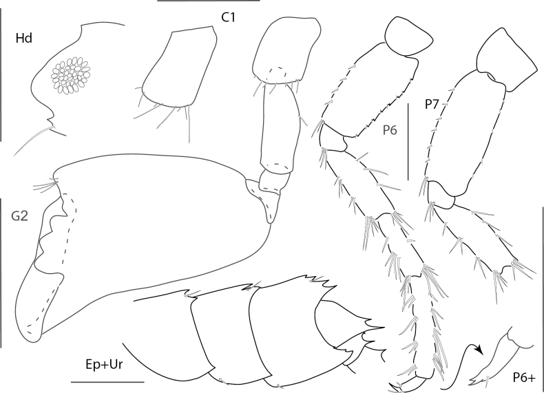 Figure 17