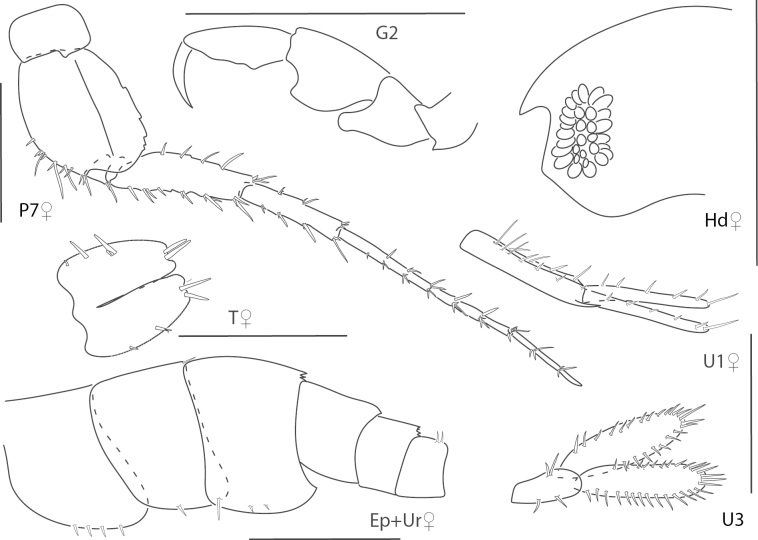 Figure 21