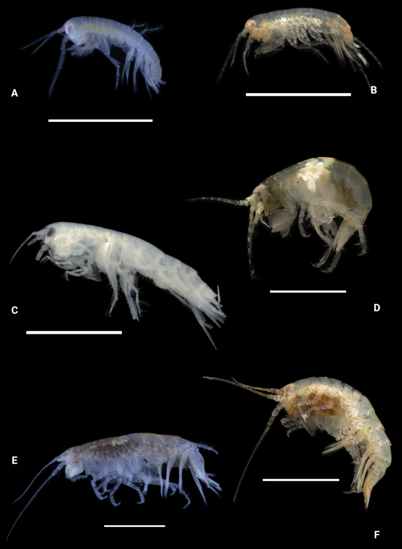 Figure 30