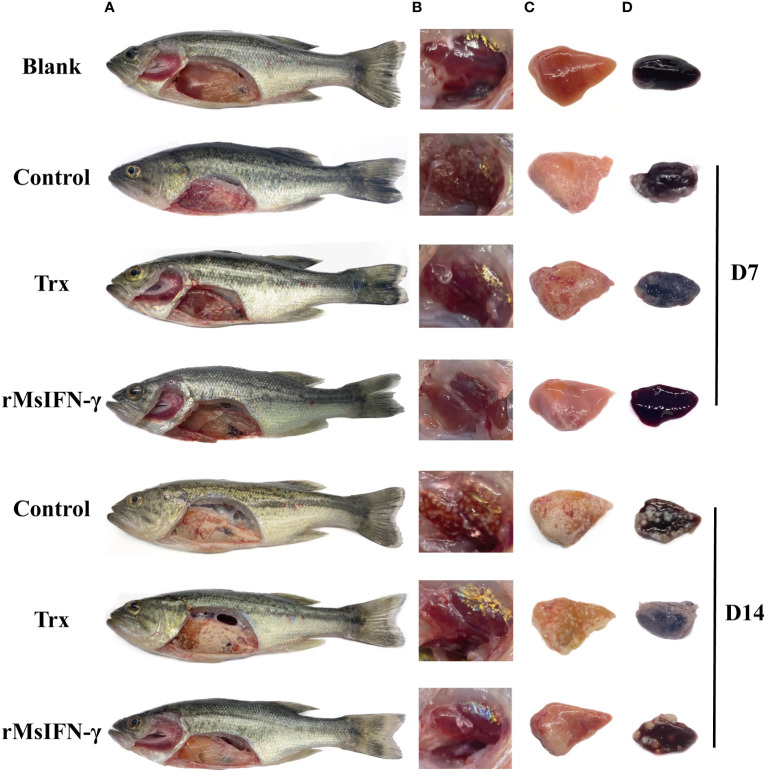 Figure 5