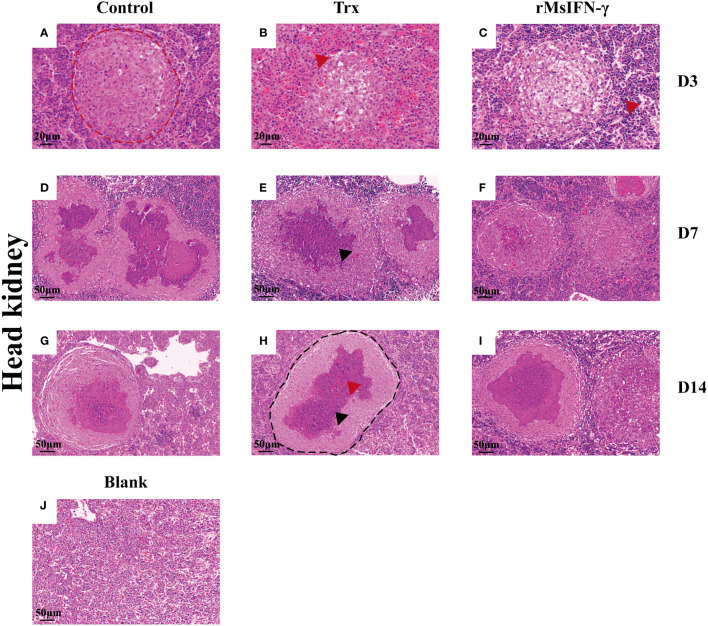 Figure 7