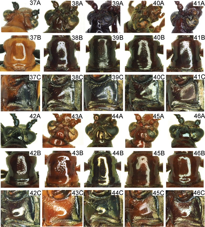 Figure 10
