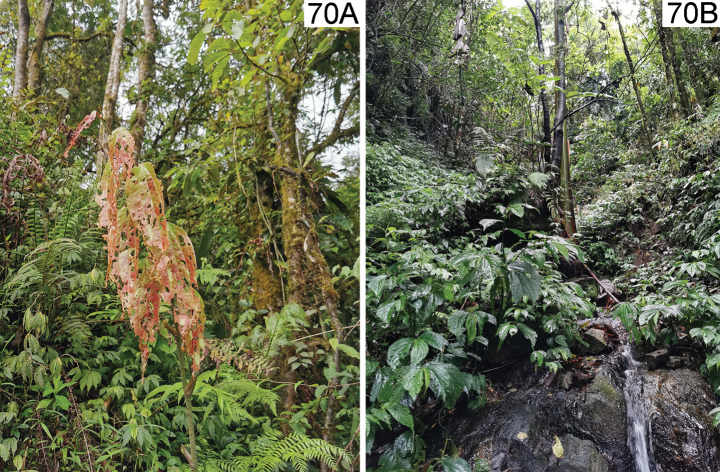Figure 17