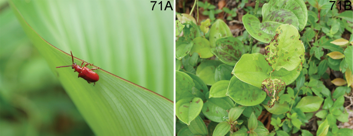 Figure 18