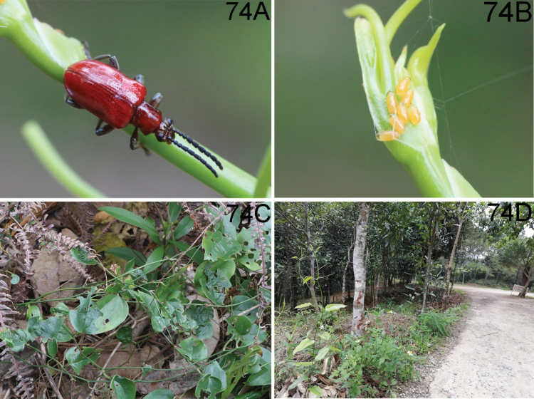 Figure 21