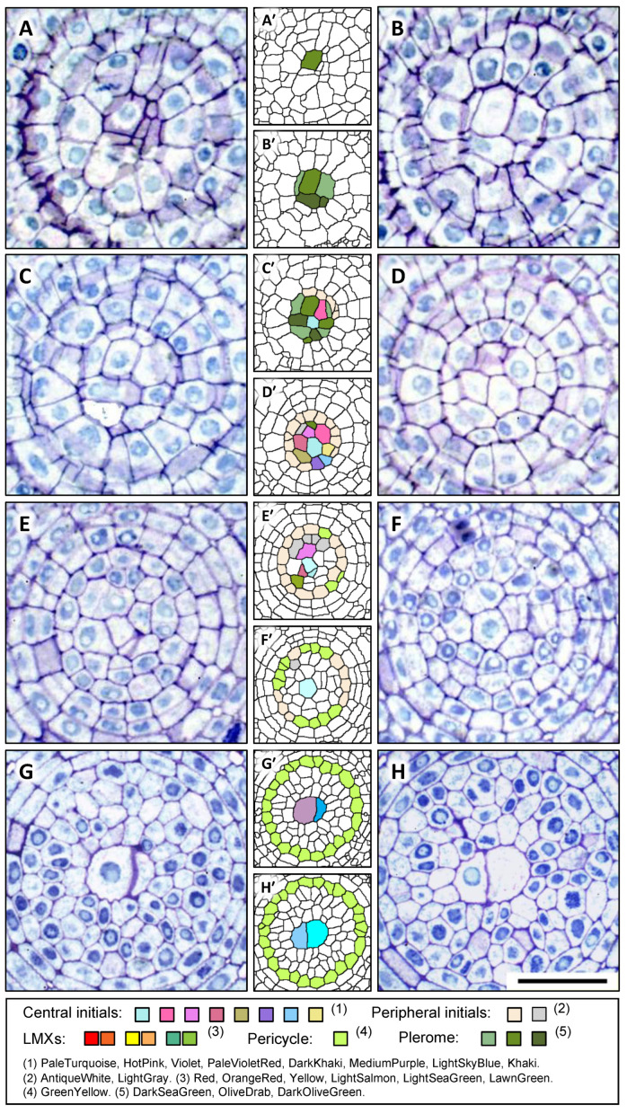 Figure 7