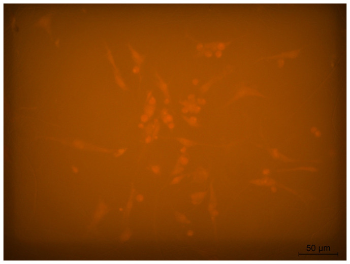 Figure 20