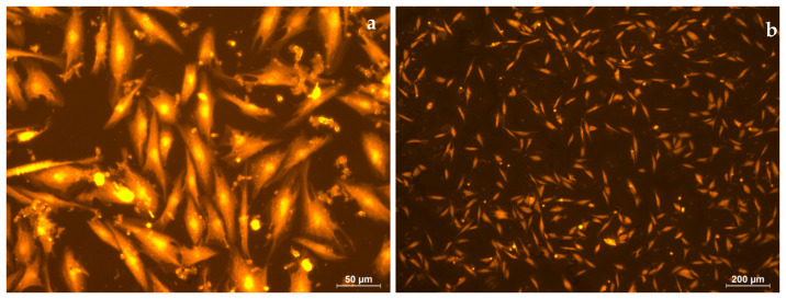 Figure 21