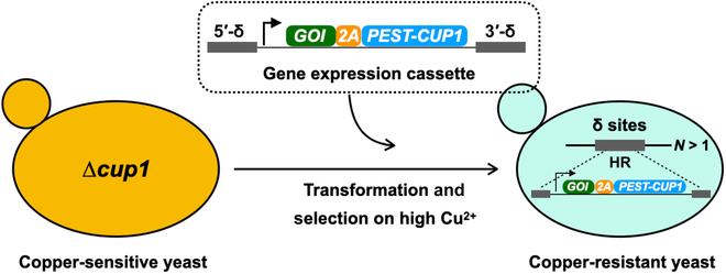 Fig. 1